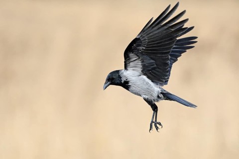 On the approach... Hooded Crow (Corvus cornix) in flight, flying, unmistakable raven bird due to