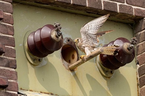 With a mouse in its clutches... Kestrel (Falco tinnunculus), female falcon at the entrance hole to