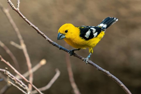 Mexican yellow grosbeak (Pheucticus chrysopeplus), adult male perched in tree, native to the