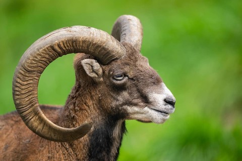 European mouflon (Ovis aries musimon ram (male) portrait, Austria, Europe