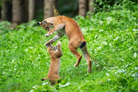 Eurasian lynx (Lynx lynx) youngster on a meadow, Bavaria, Germany, Europe