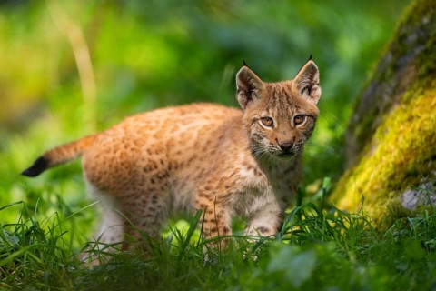 Eurasian lynx (Lynx lynx) youngster on a meadow, Bavaria, Germany, Europe