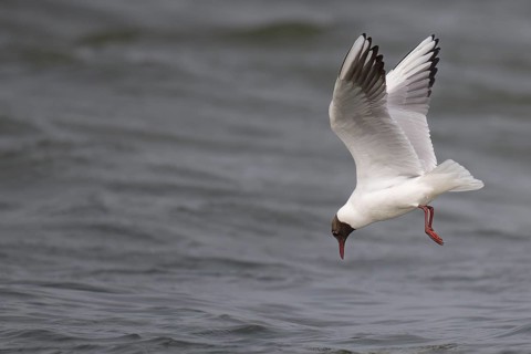 Black-headed gull (Chroicocephalus ridibundus) in summer plumage, flying above the sea surface,