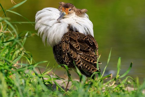 Bird with emphasised neck plumage, surrounded by green plants, Ruff (Calidris pugnax, Syn.: