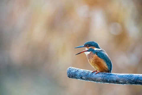 Kingfisher (Alcedo atthis) Germany