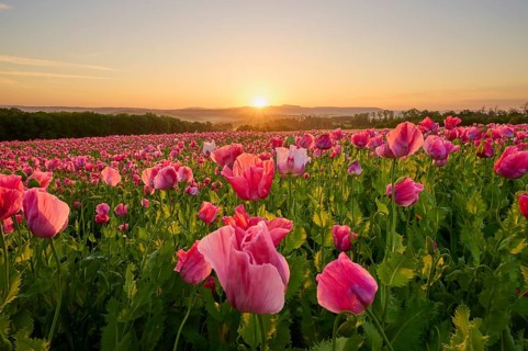 Opium poppy (Papaver somniferum), sunrise over a poppy field, the flowers glow in pink, summer,