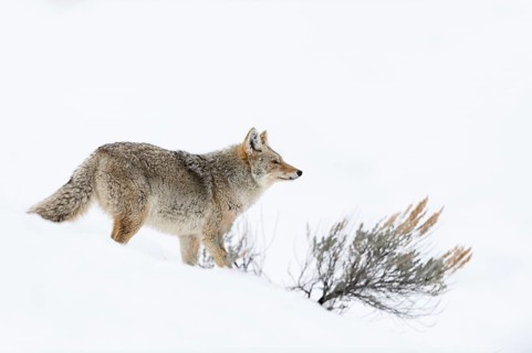 Coyote (Canis latrans) in winter, standing in beautiful snow-covered natural environment in high
