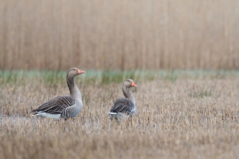 Greylag geese (Anser anser), wild geese in the reeds, probably a pair, standing in shallow water,