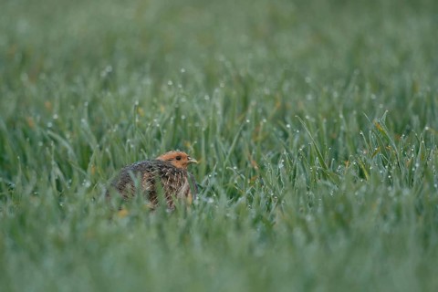 Pressed deep into the grass... Grey partridge (Perdix perdix) hiding in a dewy field in the early