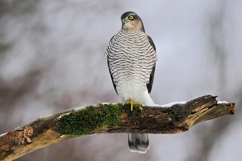 On the hunt for songbirds... Sparrowhawk (Accipiter nisus), native, fast, very agile bird of prey