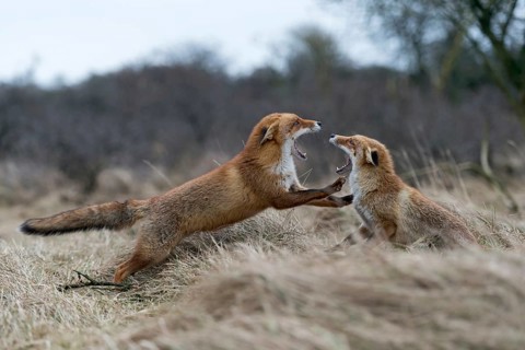 Red fox (Vulpes vulpes), two foxes fighting, attack each other, are aggressive, threaten with open