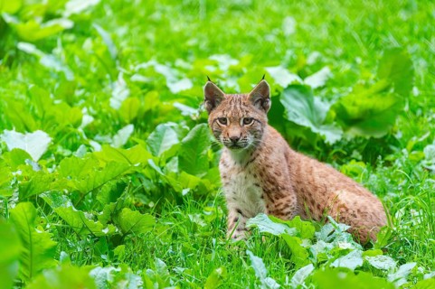 Eurasian lynx (Lynx lynx) youngster on a meadow, Bavaria, Germany, Europe