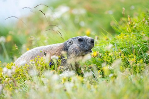 Alpine marmot (Marmota marmota) in autumn, Grossglockner, High Tauern National Park, Austria,