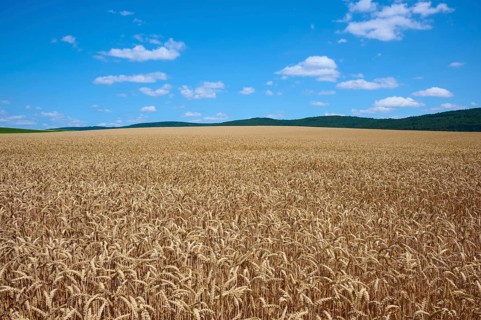 Endless, golden wheat field under a bright blue sky with scattered clouds, summer, Miltenberg,