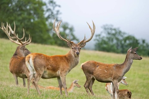 Red deer (Cervus elaphus) stag and hinds on a meadow in tirol, Kitzbühel, Wildpark Aurach, Austria,