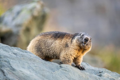 Alpine marmot (Marmota marmota) in autumn, Grossglockner, High Tauern National Park, Austria,