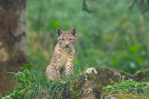 Eurasian lynx (Lynx lynx) youngster on a rock, Bavaria, Germany, Europe