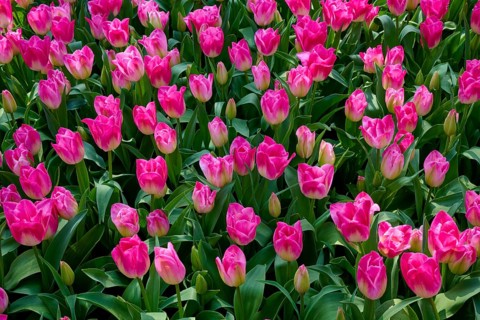 Pink tulips and buds in a dense, vibrant flowerbed, Keukenhof, Lisse, province of South Holland,
