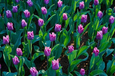 Purple tulips, geometrically arranged, glistening in the early morning light, Keukenhof, Lisse,
