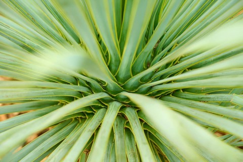 Green leaves of a plant in a detailed structure showing its beauty, Keukenhof, Lisse, province of