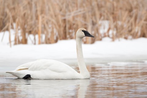 Swimming... Trumpeter Swan (Cygnus buccinator), largest swan on earth, one of the largest flying