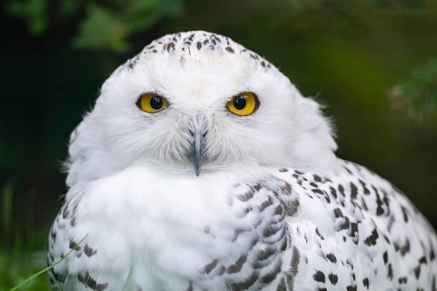 Snowy owl (Bubo scandiacus) sitting on the ground, Bavaria, Germany, Europe
