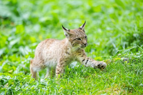 Eurasian lynx (Lynx lynx) youngster on a meadow, Bavaria, Germany, Europe