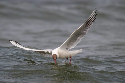 Black-headed gull (Chroicocephalus ridibundus) in summer plumage, flying above the water surface,