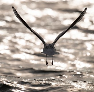 Black-headed gull (Chroicocephalus ridibundus) in summer plumage, flying above the sea surface,