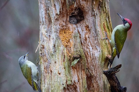 Grey-headed Woodpecker (Picus canus) wbl and Green Woodpecker (Picus viridis) ml Germany