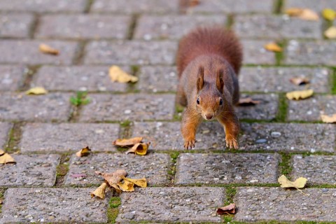 Eurasian squirrel (Sciurus vulgaris), jumping on a paved path covered with leaves, looking