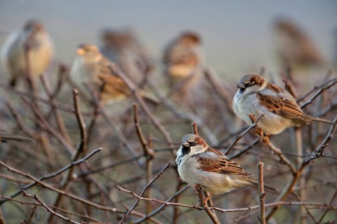Sparrow gathering... House sparrows (Passer domesticus), sparrows sitting in a flock in a clipped