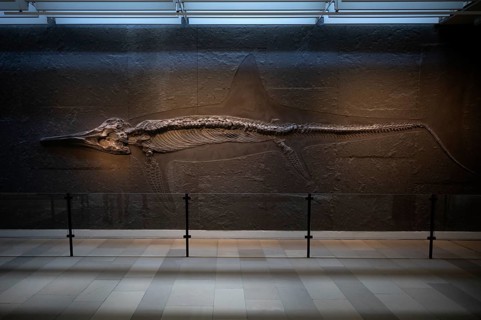 Interior photograph, young ichthyosaur Temnodontosaurus trigonodon, exhibition, excavation on