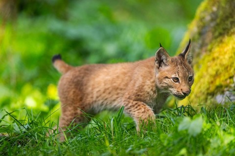 Eurasian lynx (Lynx lynx) youngster on a meadow, Bavaria, Germany, Europe