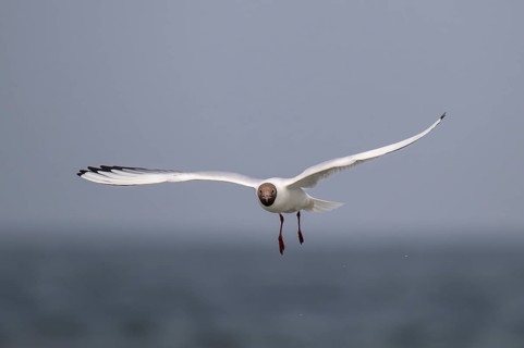 Black-headed gull (Chroicocephalus ridibundus) in summer plumage, flying above the sea surface,
