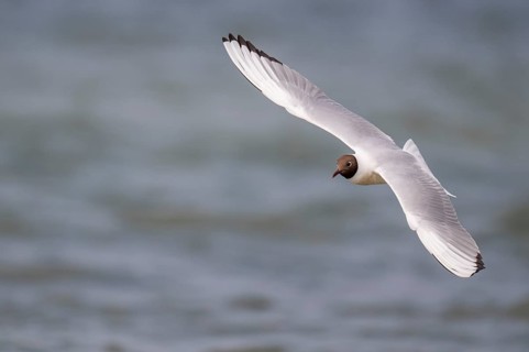 Black-headed gull (Chroicocephalus ridibundus) in summer plumage, in flight above the sea surface