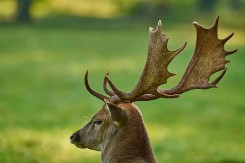 Fallow deer (Dama dama), with large antlers, in a green natural setting, Germany, Europe