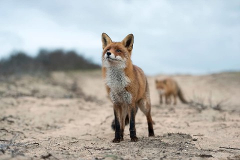 Curiosity and restraint... Red fox (Vulpes vulpes), two red foxes on a sandy path, taken from the