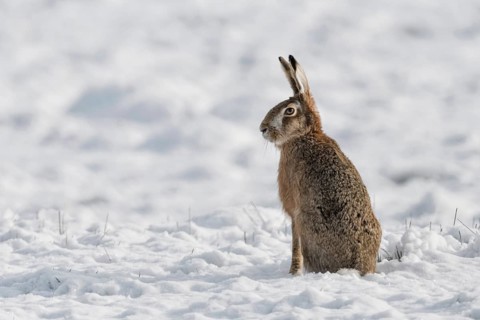 Sitting upright... European hare (Lepus europaeus), hare sitting in a field in the snow, obviously