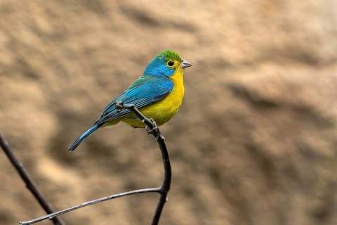 Orange-breasted bunting (Passerina leclancherii) adult male, tropical passerine endemic to Mexico