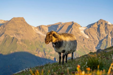 Domestic sheep (Ovis orientalis aries) at sunrise in the Mountains at Hochalpenstraße, Pinzgau,