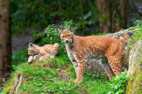 Eurasian lynx (Lynx lynx) mother with her youngster, Austria, Europe