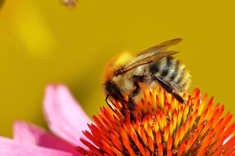 Field bumblebee (Bombus pascuorum), collecting nectar on a purple coneflower (Echinacea purpurea),