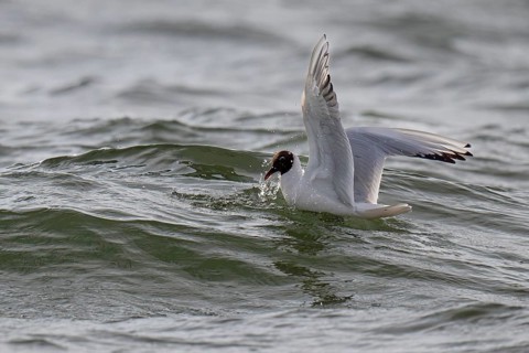 Black-headed gull (Chroicocephalus ridibundus) in summer plumage, swimming on the sea surface,