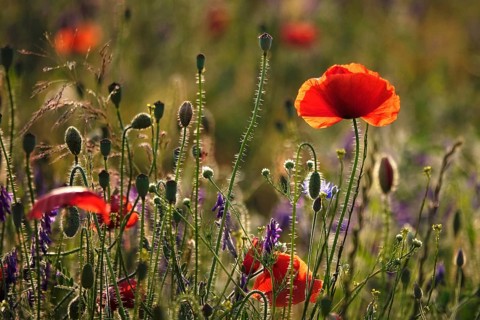 Picturesque beautiful poppies, June, Germany, Europe