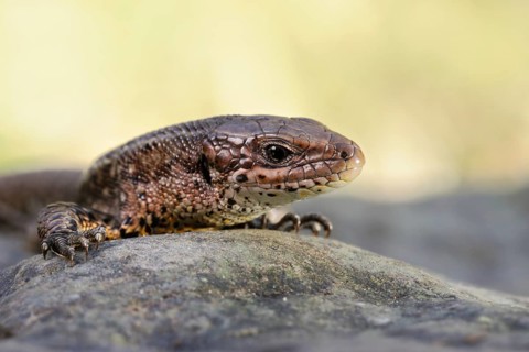 Portrait... Forest lizard (Zootoca vivipara), detailed close-up, North Rhine-Westphalia, Germany,