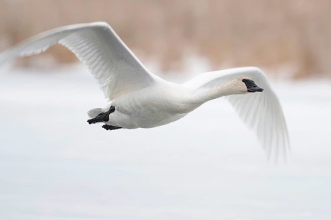 In flight... Trumpeter Swan (Cygnus buccinator), flies over a frozen body of water in winter,