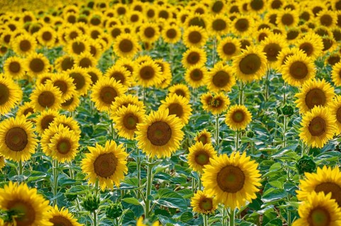 Sunflower field in close-up with intense yellow and green colours, summer, Thüngen, Main Spessart