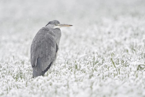 Grey heron (Ardea cinerea) stands in winter in heavy snowfall on a snow-covered meadow, in a field,