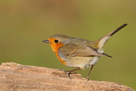 Commonly known songbird... The robin (Erithacus rubecula) is probably one of our best-known native